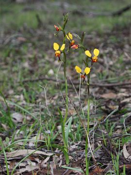 Diuris corymbosa