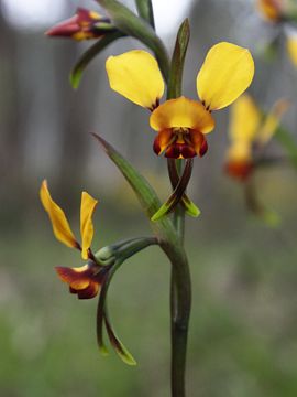 Diuris corymbosa