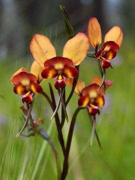 Diuris cruenta Diuris cruenta