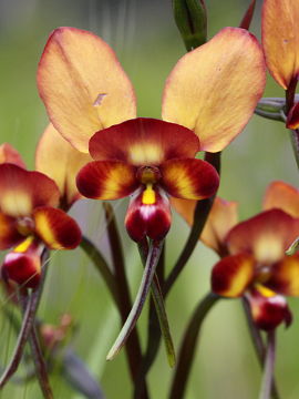Diuris cruenta Diuris cruenta