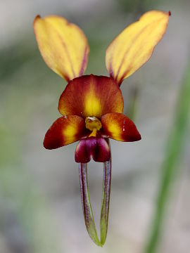 Diuris cruenta Diuris cruenta