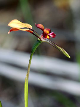 Diuris cruenta Diuris cruenta