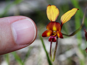 Diuris cruenta Diuris cruenta