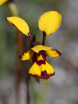 Diuris decrementa