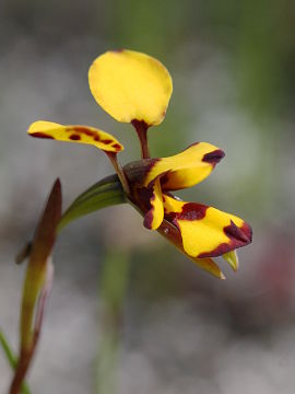 Diuris decrementa