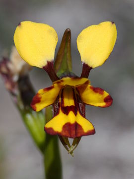 Diuris decrementa