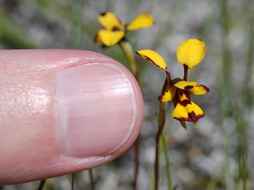 Diuris decrementa