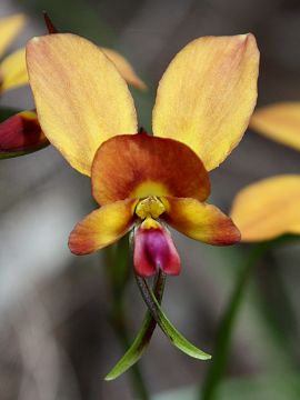 Diuris jonesii