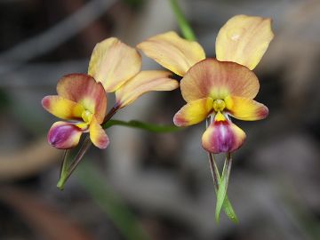 Diuris jonesii