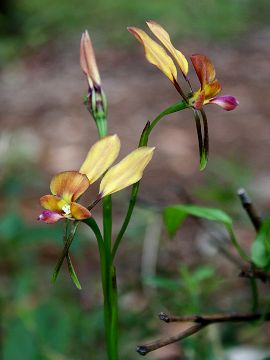 Diuris jonesii Diuris jonesii