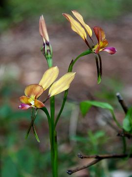 Diuris jonesii