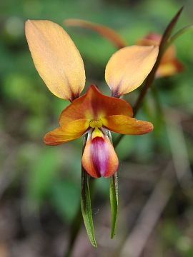 Diuris jonesii