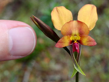 Diuris jonesii Diuris jonesii