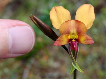 Diuris jonesii