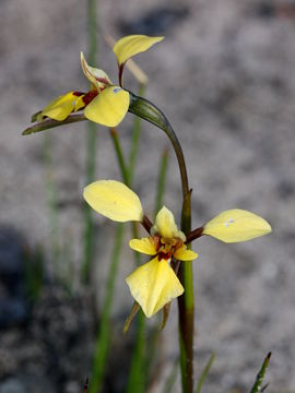 Diuris laevis