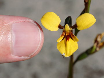 Diuris laevis
