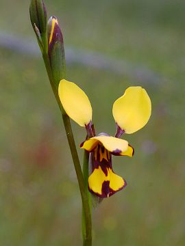 Diuris laxiflora