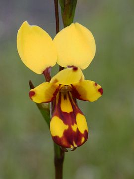 Diuris laxiflora