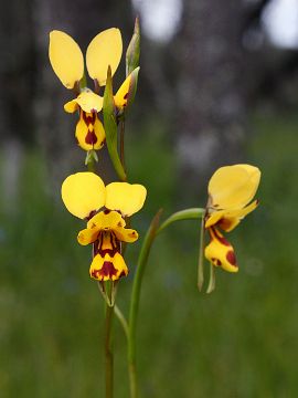 Diuris laxiflora