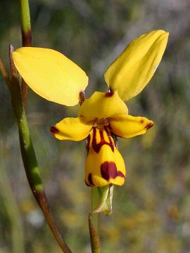Diuris laxiflora