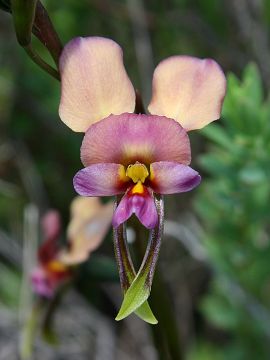 Diuris longifolia