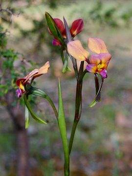 Diuris longifolia