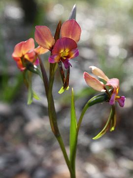 Diuris longifolia