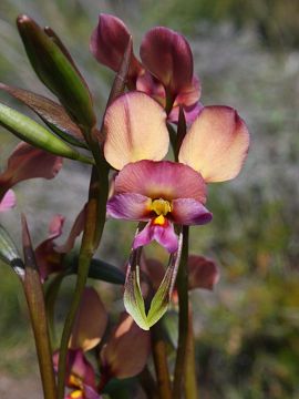 Diuris longifolia