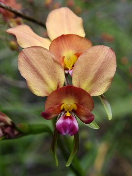 Diuris longifolia