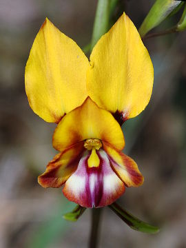 Diuris magniﬁca