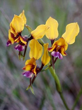 Diuris magnifica Diuris magnifica
