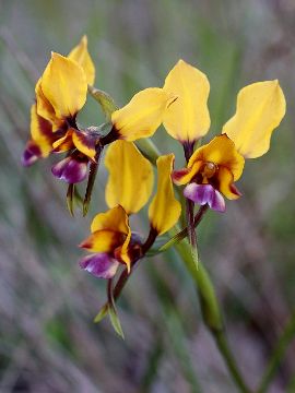 Diuris magniﬁca