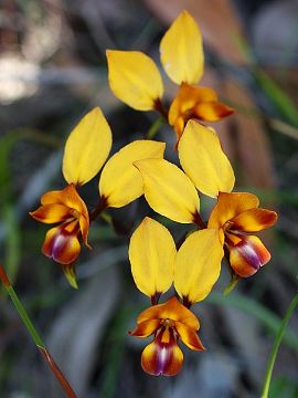 Diuris magniﬁca