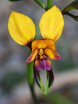 Diuris magniﬁca