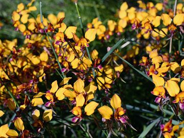 Diuris magniﬁca