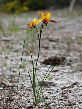 Diuris magniﬁca