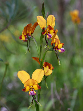 Diuris magniﬁca