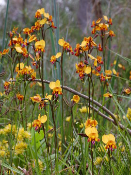 Diuris magniﬁca