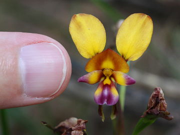 Diuris magnifica Diuris magnifica