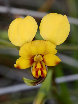 Diuris oraria Diuris oraria