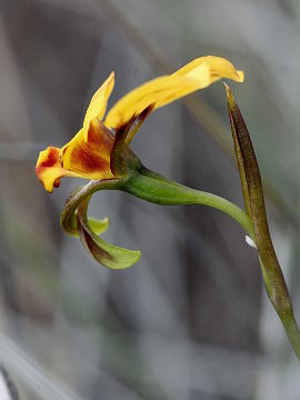 Diuris oraria Diuris oraria