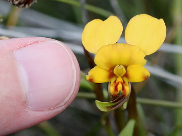 Diuris oraria Diuris oraria