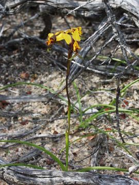 Diuris oraria Diuris oraria