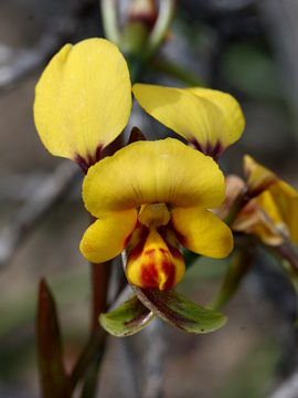 Diuris oraria Diuris oraria