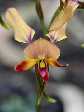 Diuris ostrina Diuris ostrina