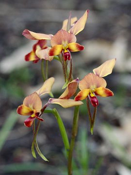 Diuris ostrina Diuris ostrina