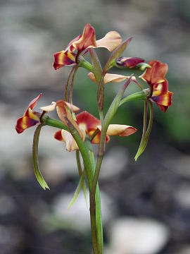 Diuris ostrina Diuris ostrina