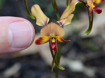 Diuris ostrina Diuris ostrina