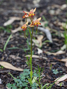 Diuris ostrina Diuris ostrina