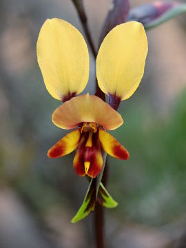 Diuris perialla Diuris perialla